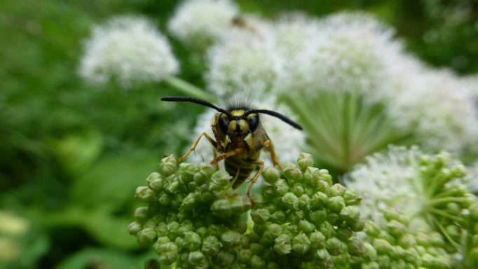 Fliegen