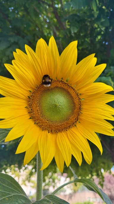 Hummel
