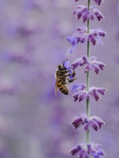 Biene Lavendel
