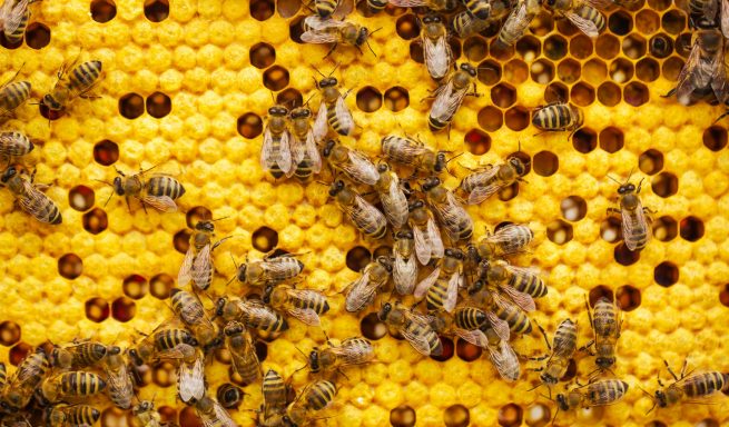 Honigbienen